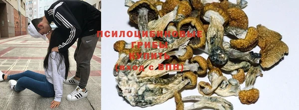 ГАЛЛЮЦИНОГЕННЫЕ ГРИБЫ Абаза